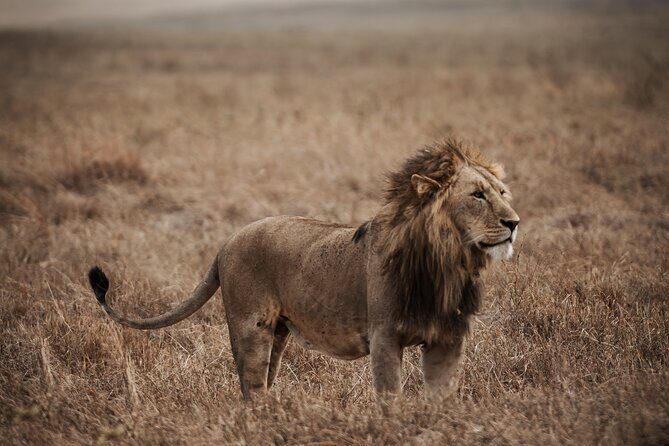 5 Day Tanzania Safari - The 5-day flow: what each day feels like on the ground