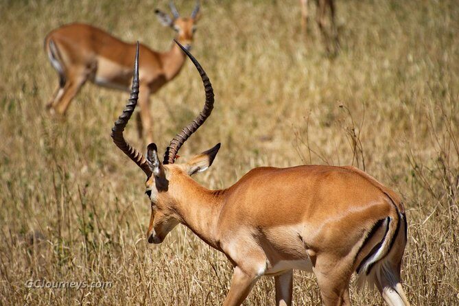 5 Days / 4 Nights Join group safari - TaraLight’s 5-day join-group safari: what you’re really buying