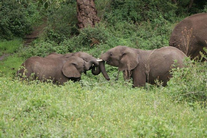 5 Days / 4 Nights Join group safari - Price and value: is $1,346.67 fair for 5 days?