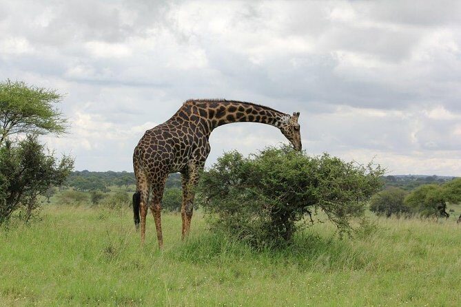 5 Days / 4 Nights Join group safari - Arusha pickup and the 7:00 am start: why your day begins early