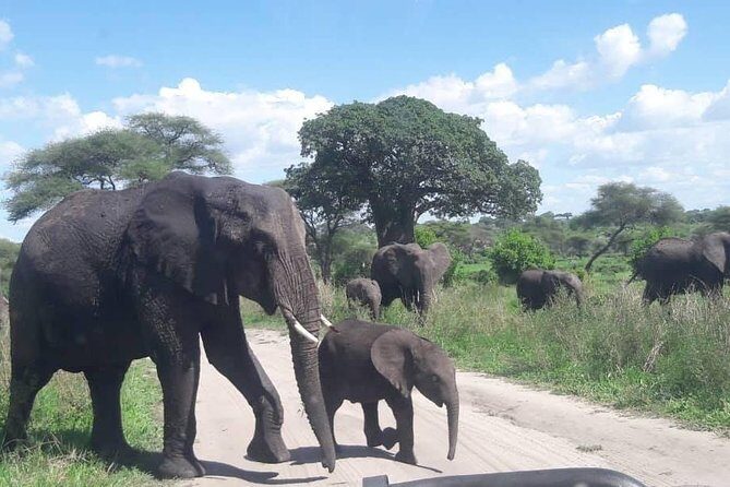5 Days African Safaris - Serengeti for migration timing: why two nights beats a dash