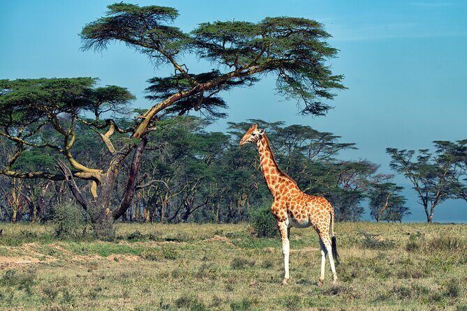 5 Days Budget Safari in Tanzania - Serengeti: sunset planning and a true sunrise game drive