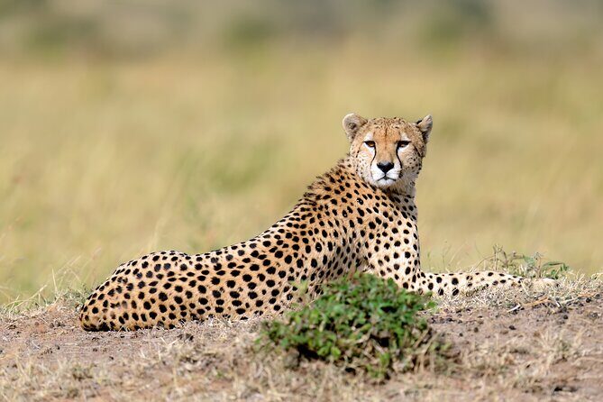 5 Days Budget Safari in Tanzania - Ngorongoro Crater: dense wildlife time, plus the black rhino chance