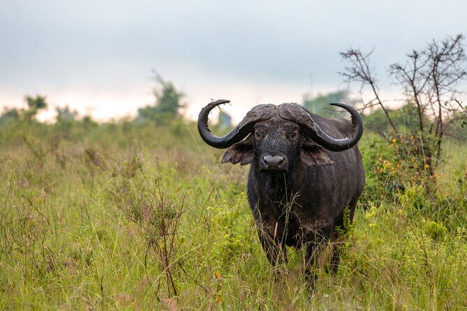 5 Days Budget Safari in Tanzania - Lake Manyara: salt-lake birds and the tree-climbing lion story