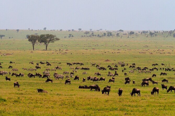 5 Days Budget Safari in Tanzania - Tarangire National Park: baobabs, river life, and serious elephant energy