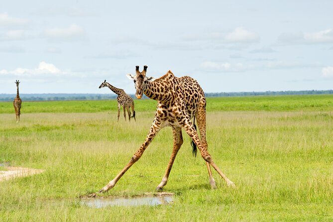 5 Days Comfort Safari in Tanzania - Key things that make this safari worth your attention