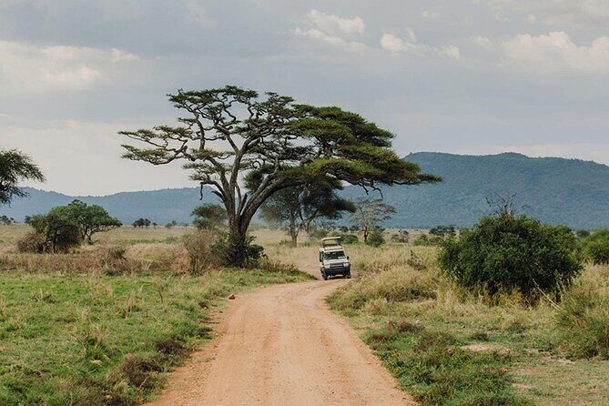 5 Days Fantastic Tanzania Lodge Safaris - Why this five-day Tanzania lodge circuit works so well