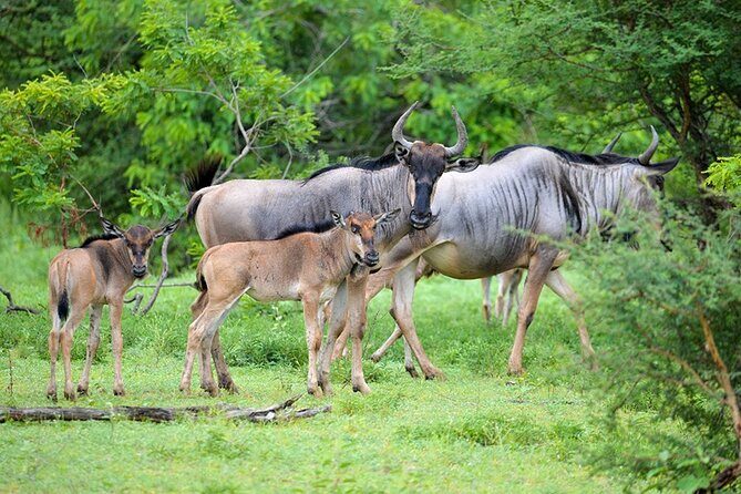 5 Days Fantastic Tanzania Lodge Safaris - Serengeti National Park: kopjes, predator focus, and migration energy