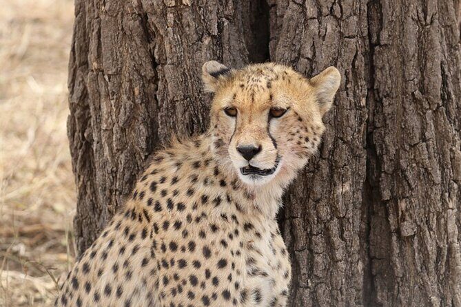 5 Days Fantastic Tanzania Lodge Safaris - Price and value at $2,552 per person
