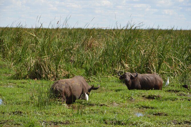 5 Days Group Camping Safari - Entering The Safari World: Route, timing, and how it feels