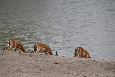 5 Days Group Camping Safari - Four parks in one rhythm: what each stop really offers