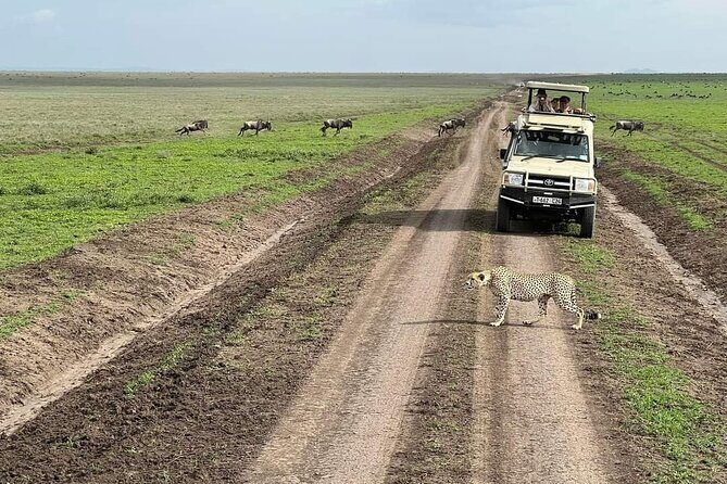5-Days Lake Manyara, Serengeti, Ngorongoro Crater and Tarangire - Day 4: Ngorongoro Crater Descent, Hippo Pool Lunch, and a Steep Exit