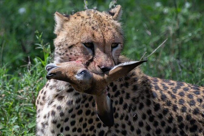 5-Days Lake Manyara, Serengeti, Ngorongoro Crater and Tarangire - Days 2–3: Serengeti Game Drives in the Seronera Area for Real Predator Chances