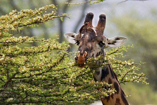 5 Days Lodge Luxury: A Taste of Tanzania Safari - Day 1 Usa River After Kilimanjaro Arrival: Easy Start, Real Time to Reset