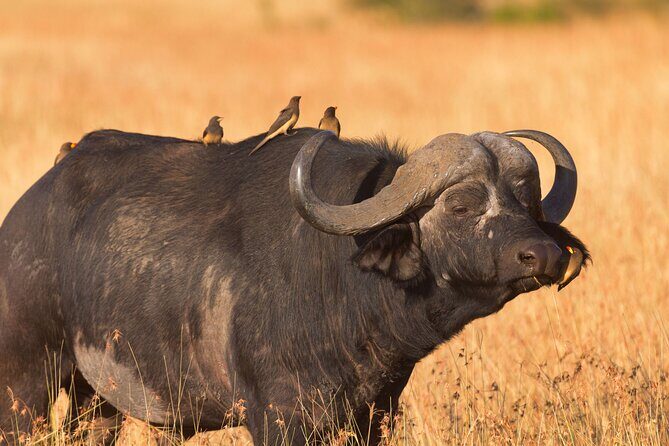 5 Days Lodge Luxury: A Taste of Tanzania Safari - Ngorongoro Crater Day: The 610-Metre Descent and Black Rhino Odds
