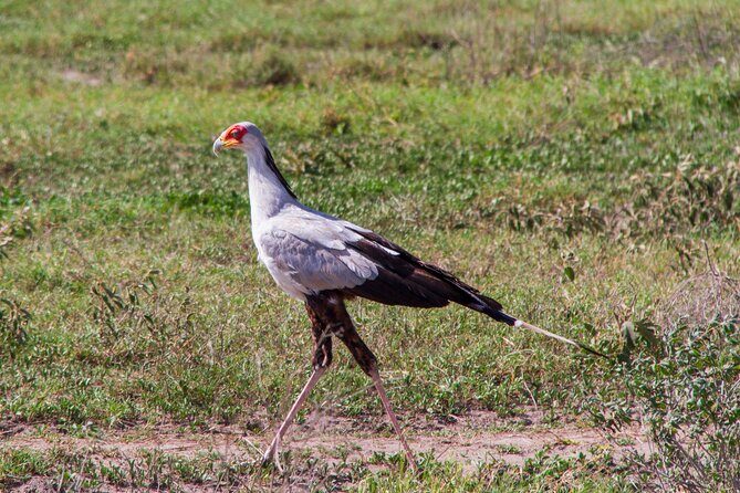 5 Days Lodge Luxury: A Taste of Tanzania Safari - Maasai Cultural Time: More Than a Wildlife Checkbox
