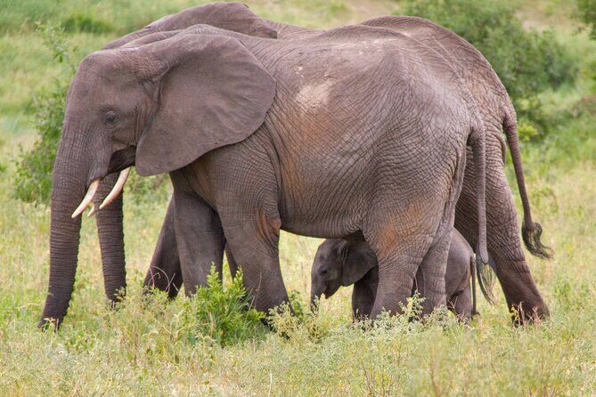 5 Days Lodge Luxury: A Taste of Tanzania Safari - Private Guide and Game Drive Style: Why the Driver Matters