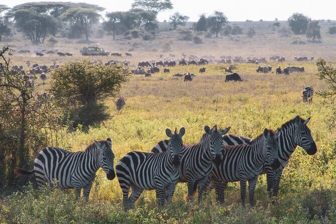 5 Days Lodge Luxury: A Taste of Tanzania Safari - Price and Value: Is $2,693 Per Person Fair for 5 Days?