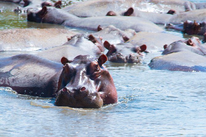 5 Days Lodge Safari. - Moshi Pickup, Mobile Ticket, and the Small-Group Advantage