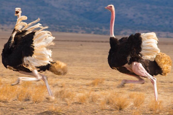 5 Days Lodge Safari. - Serengeti After the Early Drive: Plains Views and Migration-Season Logic