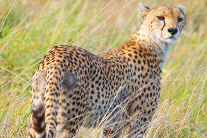 5 Days Lodge Safari. - A Full Serengeti Game Drive Day: Following the Rain-Cycle
