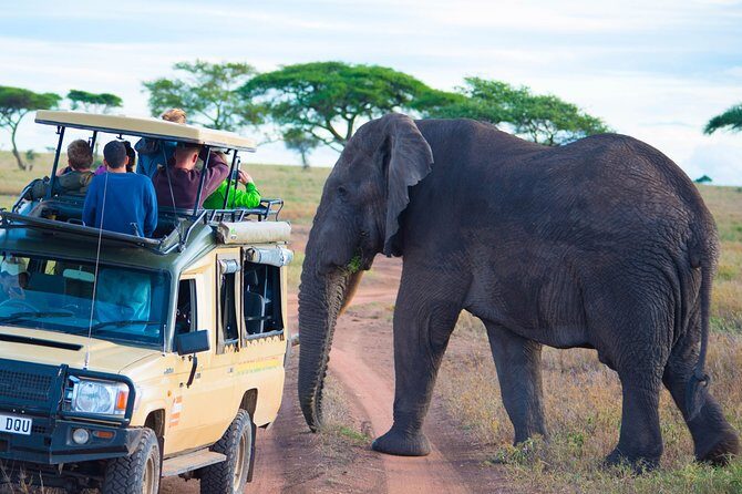 5 Days Lodge Safari. - Ngorongoro Crater Descent: Big Five Odds and a One-Floor Wildlife Day