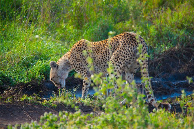 5 Days Lodge Safari. - Price and What You’re Actually Paying For