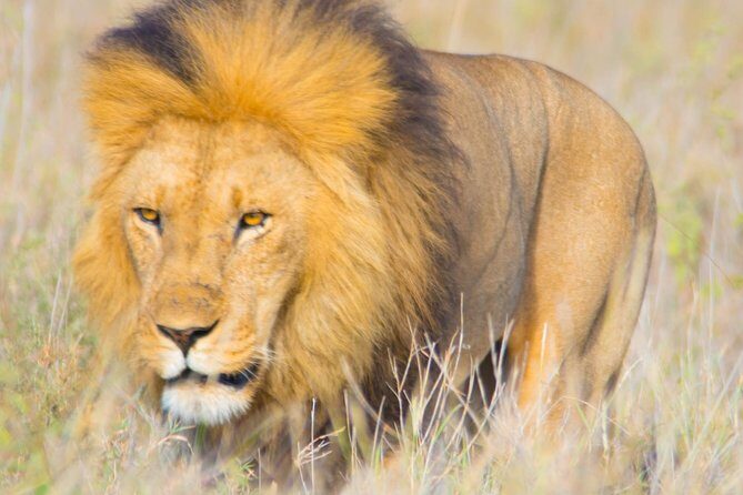 5 Days Lodge Safari. - Lodges, Comfort, and the Authentic Feel People Notice