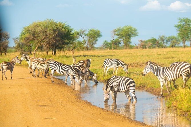 5 Days Lodge Safari. - Lake Manyara National Park: Flamingos, Baboon Troops, and Tree-Climbing Lions