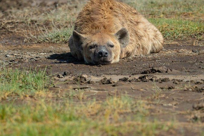 5 Days Luxury Lodge Safari Tour Tanzania - Luxury lodge comfort in Arusha: the start that sets the tone