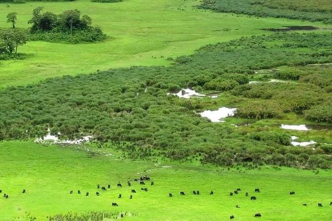 5 Days Luxury Lodge Safari Tour Tanzania - Day 5 Ngorongoro Crater floor: close wildlife and the black rhino possibility