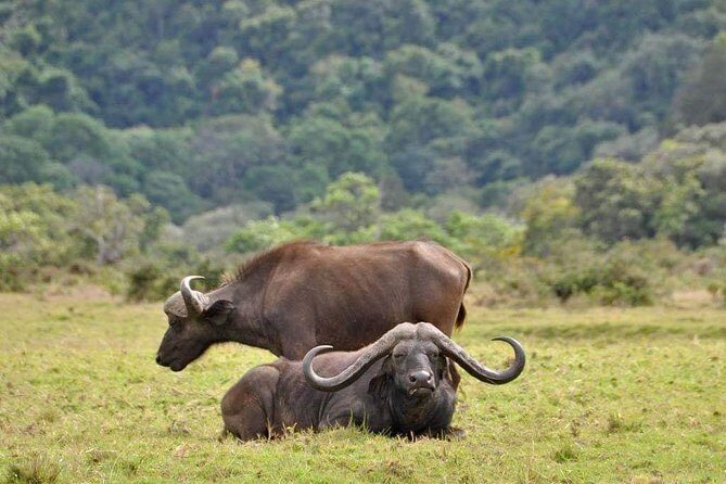 5 Days Luxury Lodge Safari Tour Tanzania - What you’re paying for: price vs real safari value