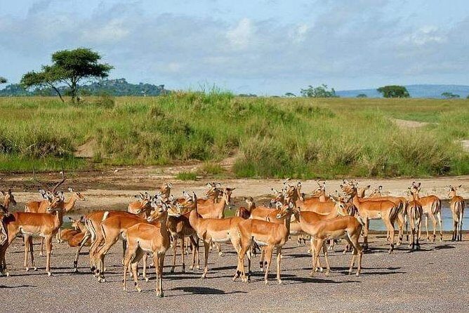 5 Days Luxury Lodge Safari Tour Tanzania - Guides and service: why it feels smooth when it matters