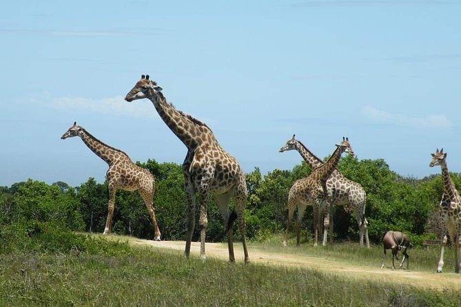 5 Days Luxury Lodge Safari Tour Tanzania - Who should book this 5-day luxury safari (and who should think twice)