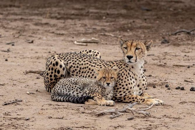 5 Days Luxury Lodge Safari Tour Tanzania - Day 1 Tarangire National Park: long enough to feel it, not so long you fry