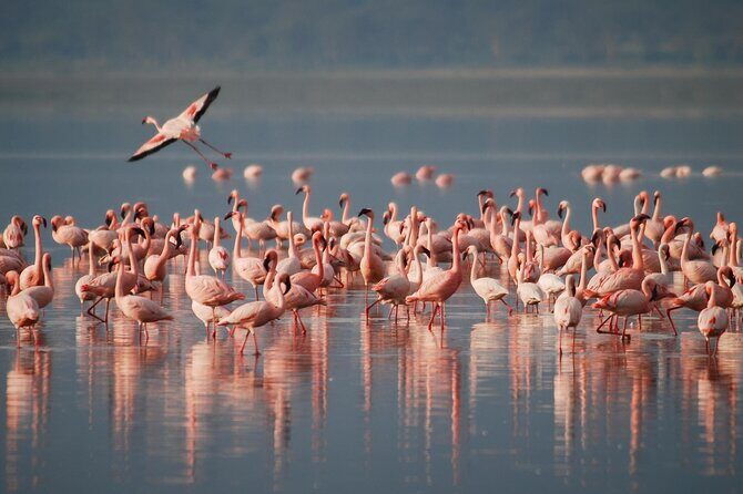 5 Days Northern Tanzania Safari- Lodging - Key things I’d watch for before you go