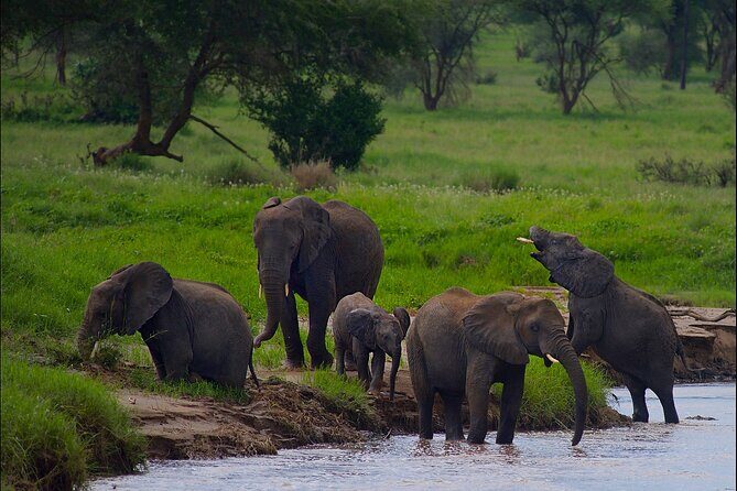 5 Days Northern Tanzania Safari- Lodging - Arusha pickup and a modern safari vehicle: comfort that actually matters