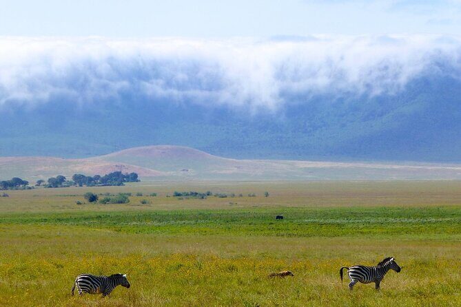 5 Days Northern Tanzania Safari- Lodging - Tarangire National Park: baobabs, birds, and game around the Tarangire River