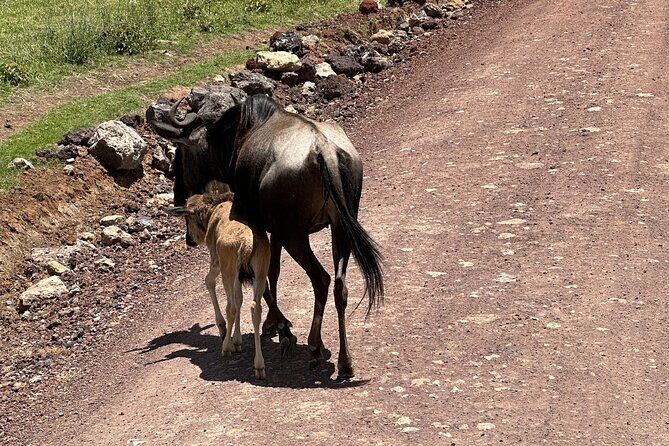 5 Days of Wilderness Ride - The Terrain You’ll Ride: Lakes, Oldonyo Lengai, Kilimanjaro, and Mount Meru