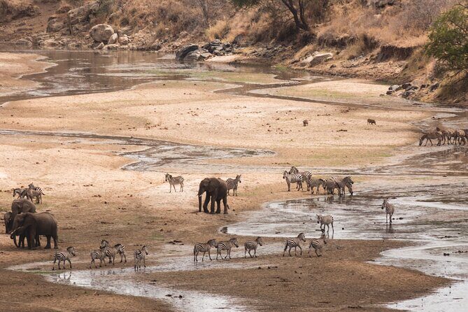 5-Days Private Midrange Safari: Serengeti, Ngorongoro & Manyara - Ngorongoro Crater Day 4: black rhino odds and the hippo pool picnic