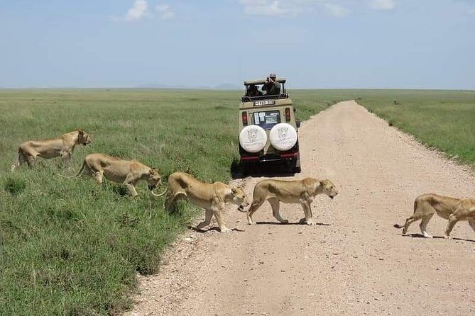5-Days Private Midrange Safari: Serengeti, Ngorongoro & Manyara - Lake Manyara Day 5: tree-climbing lions and flamingo-friendly birding