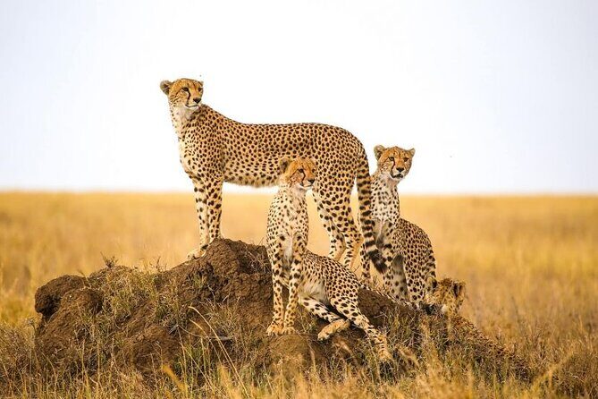 5-Days Private Safari in Tanzania with Pick Up - Tarangire National Park: baobabs, elephants, and a lunch stop done right (Day 2)