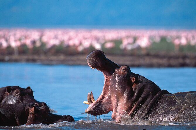 5-Days Private Safari Tour in Trangire, Serengeti, and Ngorongoro Crater - Ngorongoro Crater early light: Naabi Hill Gate and predator timing
