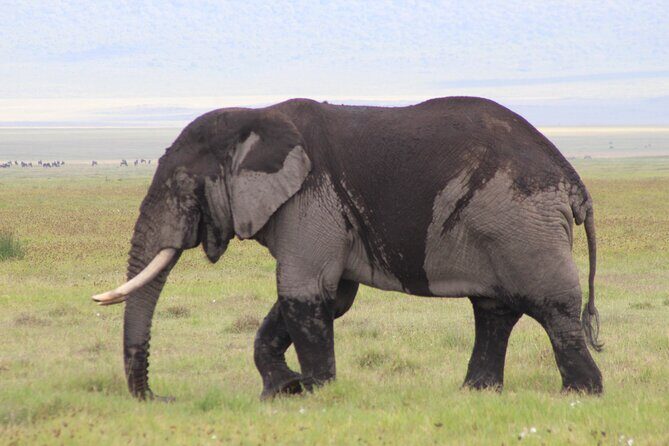 5-Days Private Tanzania Safari Tour - Key highlights