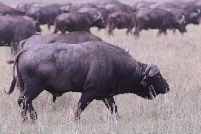 5-Days Private Tanzania Safari Tour - From Arusha to the Parks: A Route That Actually Makes Sense