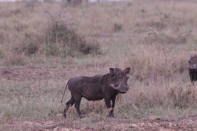 5-Days Private Tanzania Safari Tour - Serengeti’s Ndutu: When Migration Timing Becomes the Main Character