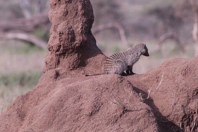 5-Days Private Tanzania Safari Tour - Serengeti Plains Day: Completing the Picture and Adding Birds
