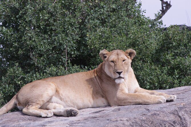 5-Days Private Tanzania Safari Tour - Lake Manyara Game Drive Meets the Walking Safari Moment