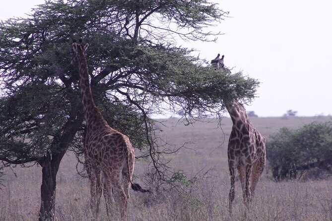 5-Days Private Tanzania Safari Tour - Private Safari Logistics: Pickup, Mobile Tickets, and Real Human Support
