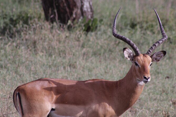 5-Days Private Tanzania Safari Tour - Tarangire National Park: Elephants, Baobabs, and a Fast First Day